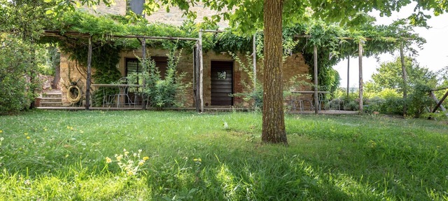 Pettirosso c/o Le Mascie in Sovicille