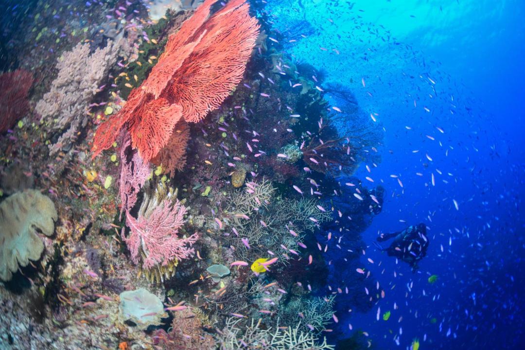 Photo of Others in Savusavu